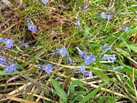 Lobelia kirkii all4-t.JPG